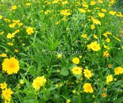 山西宿根花卉|君誠花卉苗木|宿根花卉批發