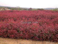 紅葉石楠供應商,紅葉石楠,營養(yǎng)缽紅葉石楠