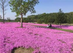 芝櫻花。