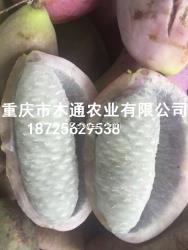 香蜜瓜苗種植;
