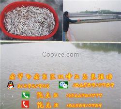 生態(tài)甲魚(yú)煲|四川生態(tài)甲魚(yú)|雙峰生態(tài)甲魚(yú)