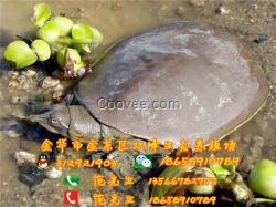 上海生態(tài)甲魚、雙峰生態(tài)甲魚、生態(tài)甲魚專賣