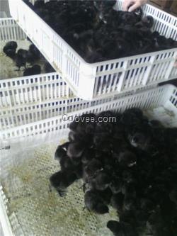 綠殼蛋雞,易科麥種禽(圖),湖南綠殼蛋雞
