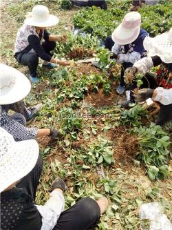 东营丰香草莓苗|诚森园艺场|丰香草莓苗价