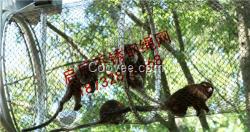 小型貓科動物圍欄網(wǎng) 動物園專用絲網(wǎng)