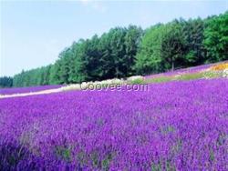 山東山一草花批發(fā)(圖)、章丘草花擺花、草