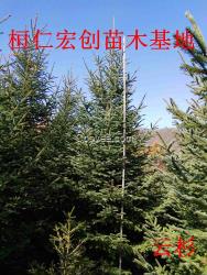 云杉4米一級樹價格、云杉5米樹、云杉樹苗