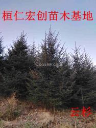 云杉樹,遼寧云杉,青仟云杉,遼寧云杉基地