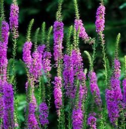 臨清草花批發(fā)_草花_山一花卉苗木(在線咨