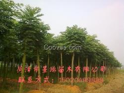 山東皂角樹批發價格 皂角樹供應基地