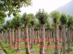 批發(fā)供應(yīng)皂角樹 皂角樹出售價(jià)格