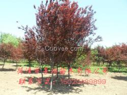 紫葉李小苗批發 紫葉李供應出售