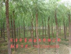 菏澤柳樹苗種植基地 山東柳樹苗供貨商