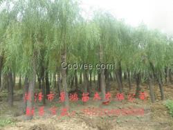 菏澤柳樹苗價格 菏澤柳樹苗種植基地
