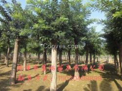 山東國槐樹苗出售價格 國槐樹苗批發價格