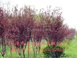 紫葉李小苗價格 紫葉李供應批發