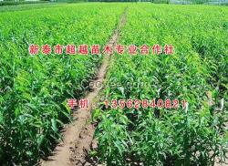 金秋紅蜜桃苗_桃苗_新泰超越苗木