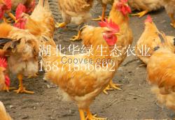 肉三黃雞苗快大型雞苗九斤黃土雞苗大塊雞草