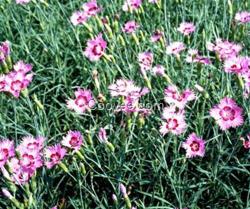 德州宿根花卉,君誠花卉苗木,宿根花卉供應(yīng)