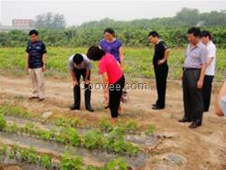 愛博欣農(nóng)業(yè)(查看)、樹葡萄種植技術(shù)