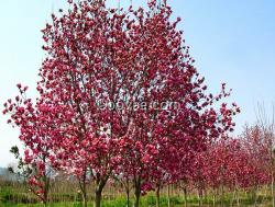 紅玉蘭更新紅玉蘭價(jià)格，紅玉蘭報(bào)價(jià)表
