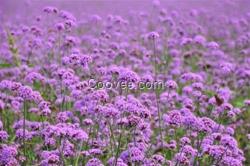 宿根花卉廠家_江蘇宿根花卉_君誠花卉苗木