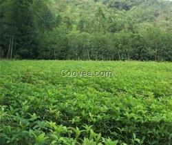 移栽桂花苗,桂花苗,利源桂花(在線咨詢)