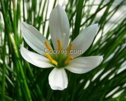 草花、買草花到山一花卉苗木、貴州草花品種