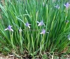 上盆宿根花卉基地_上盆宿根花卉銷售基地