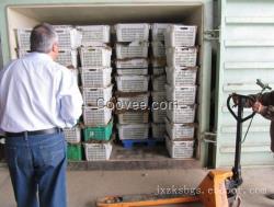 青椒真空預冷機