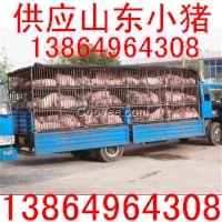 山東豬價格山東仔豬苗豬供應