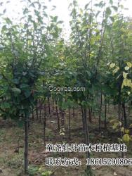 木瓜樹批發采購  木瓜樹種植供應