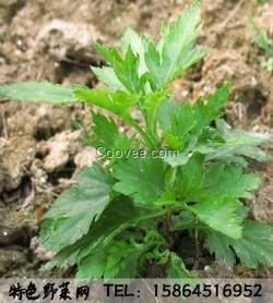 菊花腦種子和苗 菊花葉 保健蔬菜野菜