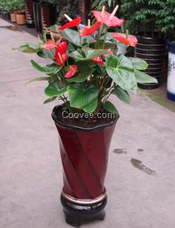 北京海淀區(qū)花卉銷售