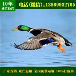 野鴨苗_浙江野鴨價格批發(fā)_浙江野鴨養(yǎng)殖場