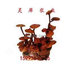 活體靈芝盆景栽培 靈芝盆景批發(fā) 靈犀農(nóng)業(yè)