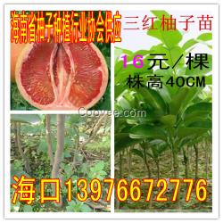 海南省柚子種植行業(yè)協(xié)會(huì)供應(yīng)三紅蜜柚苗