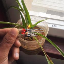 襄陽8毫米生物質(zhì)顆粒燃料