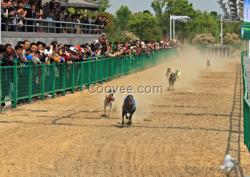 田徑、自行車、賽狗、賽馬、賽艇計時記分