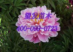 菏澤觀賞牡丹價(jià)格 觀賞牡丹種植基地