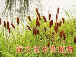 各类水生植物种植|全新香蒲种苗批发