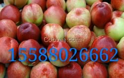 油桃降價(jià)/產(chǎn)地直銷/質(zhì)量