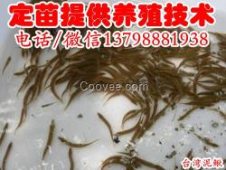 深州橋西臨城泥鰍苗活體，批發(fā)泥鰍苗價格