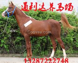 出售騎乘馬蒙古馬伊犁馬小馬駒矮馬