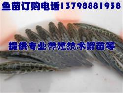 迪慶香格里拉淡水魚苗廠家嵩明縣石林縣