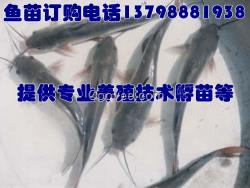 景洪安寧淡水魚苗廠家馬龍縣陸良縣廠家