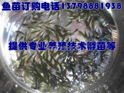 宣威開遠(yuǎn)淡水魚苗廠家?guī)熥诳h羅平縣廠家