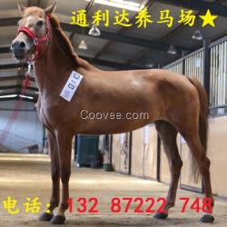 阿拉伯馬 汗血馬 蒙古馬 伊犁馬