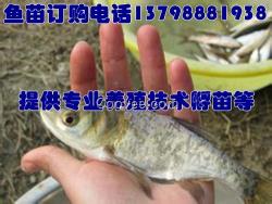 南宮沙河威清河魚苗培育,魚苗單價