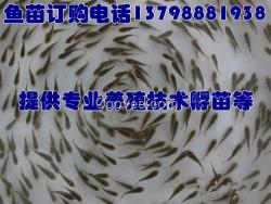 任丘黃驊宣化下花園魚苗培育,魚苗單價(jià)